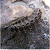 argynn pandora larva don